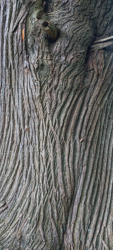 Tree Knots