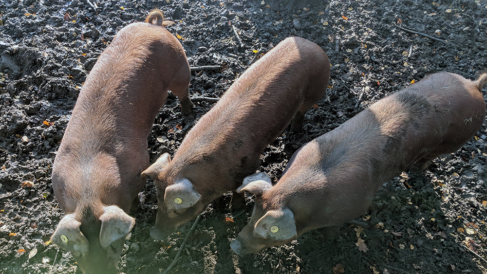 Bedgebury Piggies