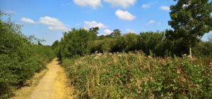 Alongside the Downs Link