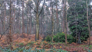 Bedgebury Forest