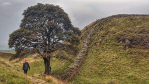 Sycamore Gap