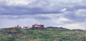 Marking the wall lines at Great Chesters Fort
