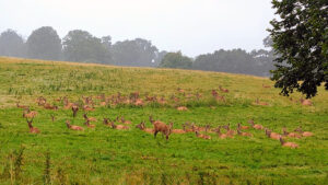 Fountains Abbey Deer