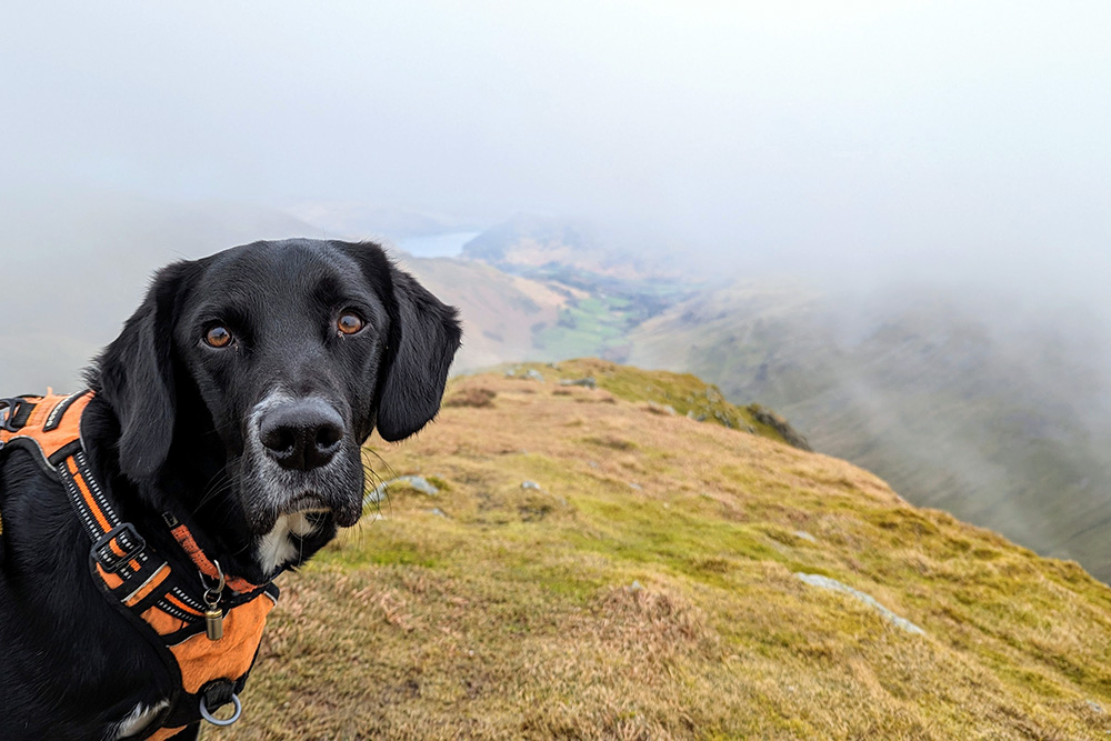 Henry of Dollywagon