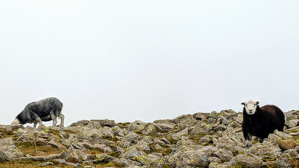 Residents of Broad Crag